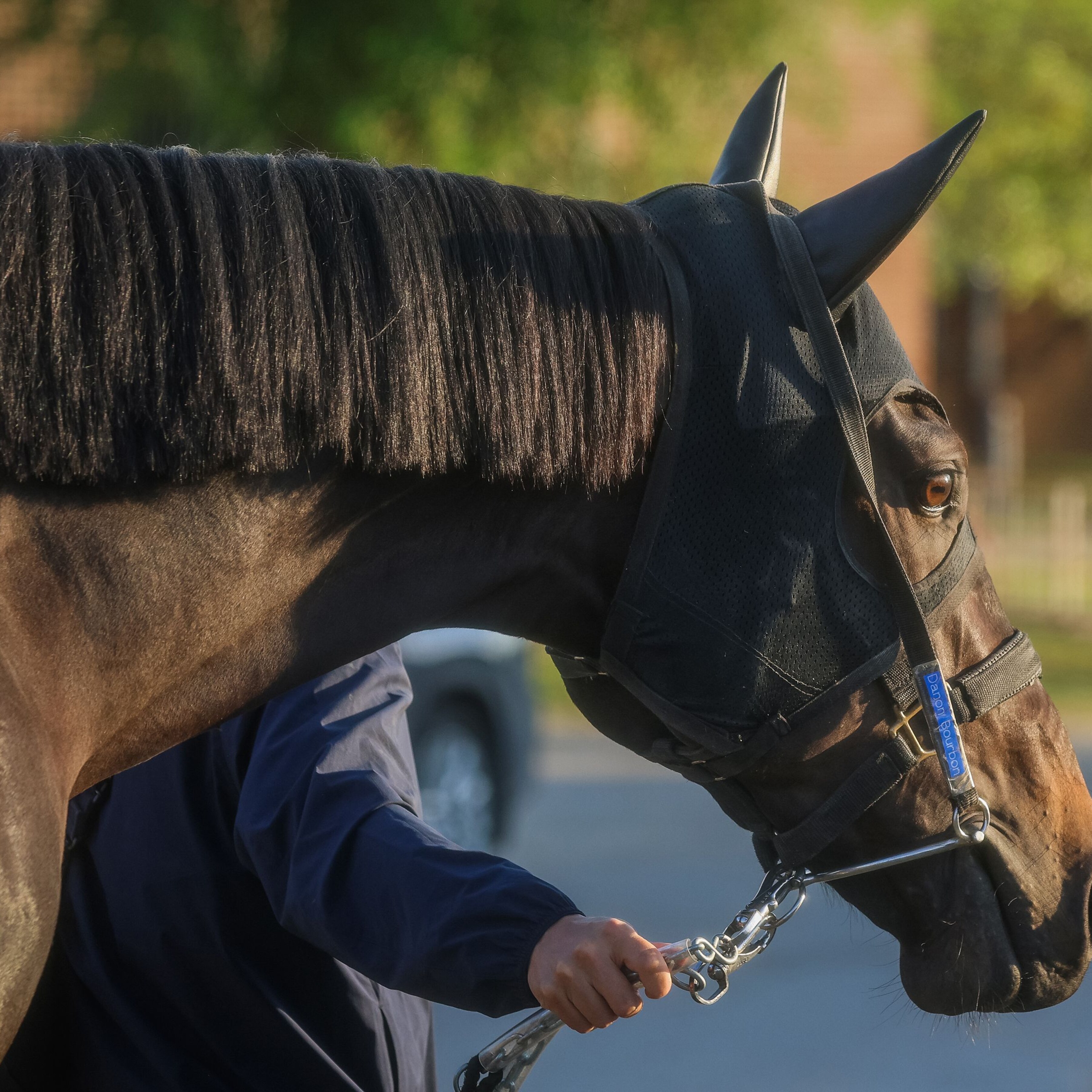 Danon Bourbon at Churchill Downs (Photo by Horsephotos.com/Rickelle Nelson)