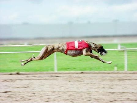 Southland Park Greyhound Racing