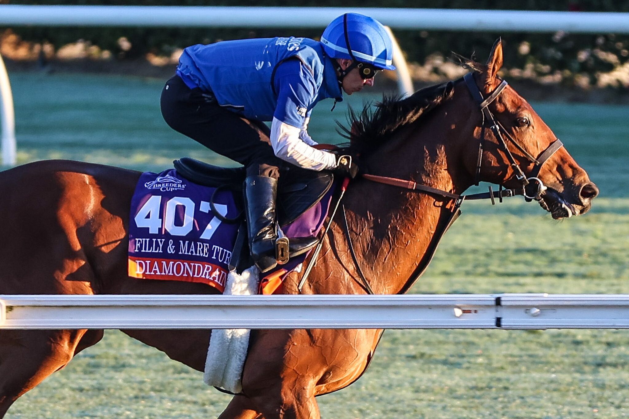 Diamond Rain training for the 2025 Breeders' Cup Filly & Mare Turf (G1)