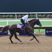 Don Frankie works out prior to the Breeders' Cup races.