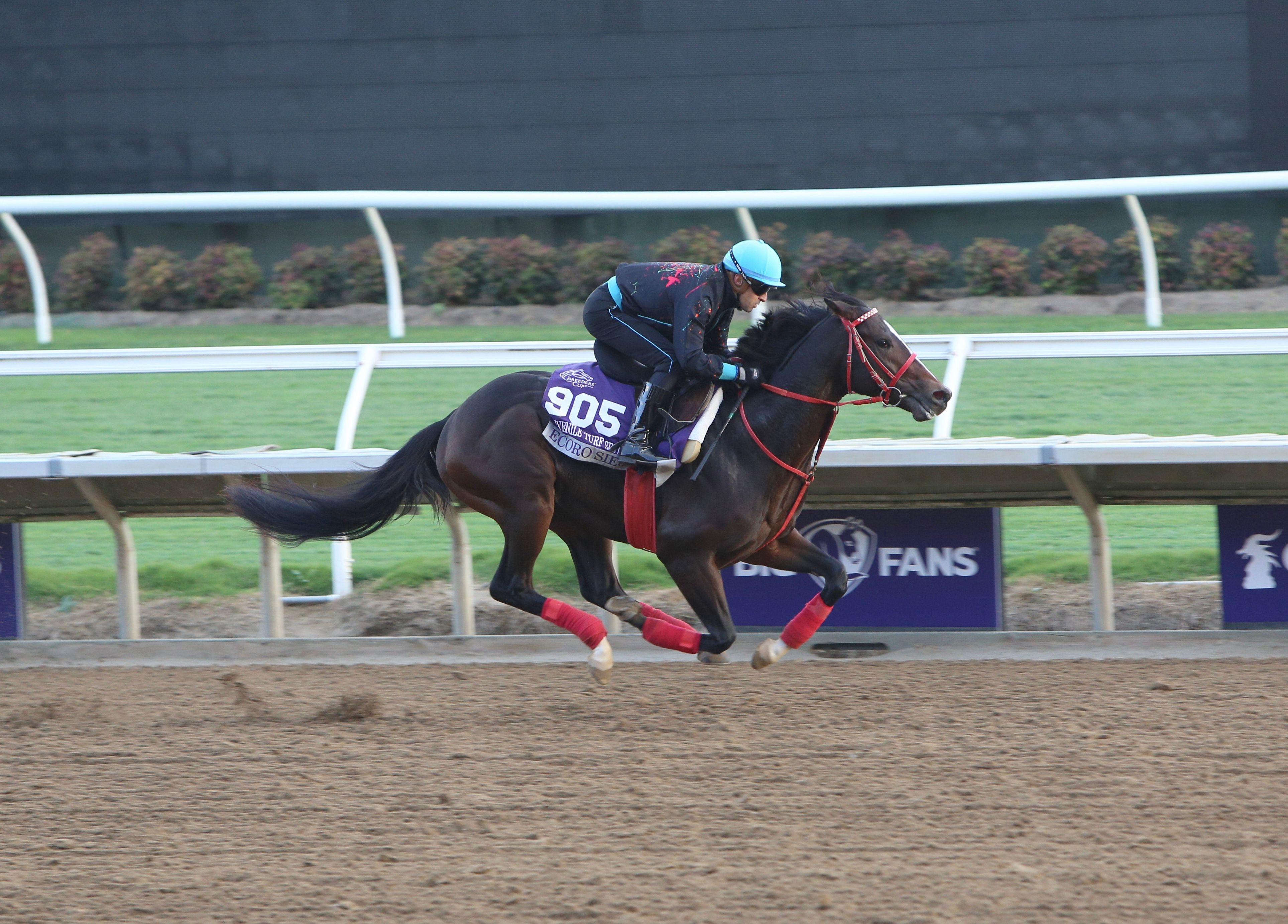 Ecoro Sieg works out prior to the Breeders' Cup.
