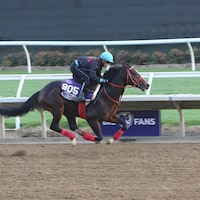 Ecoro Sieg works out prior to the Breeders' Cup.