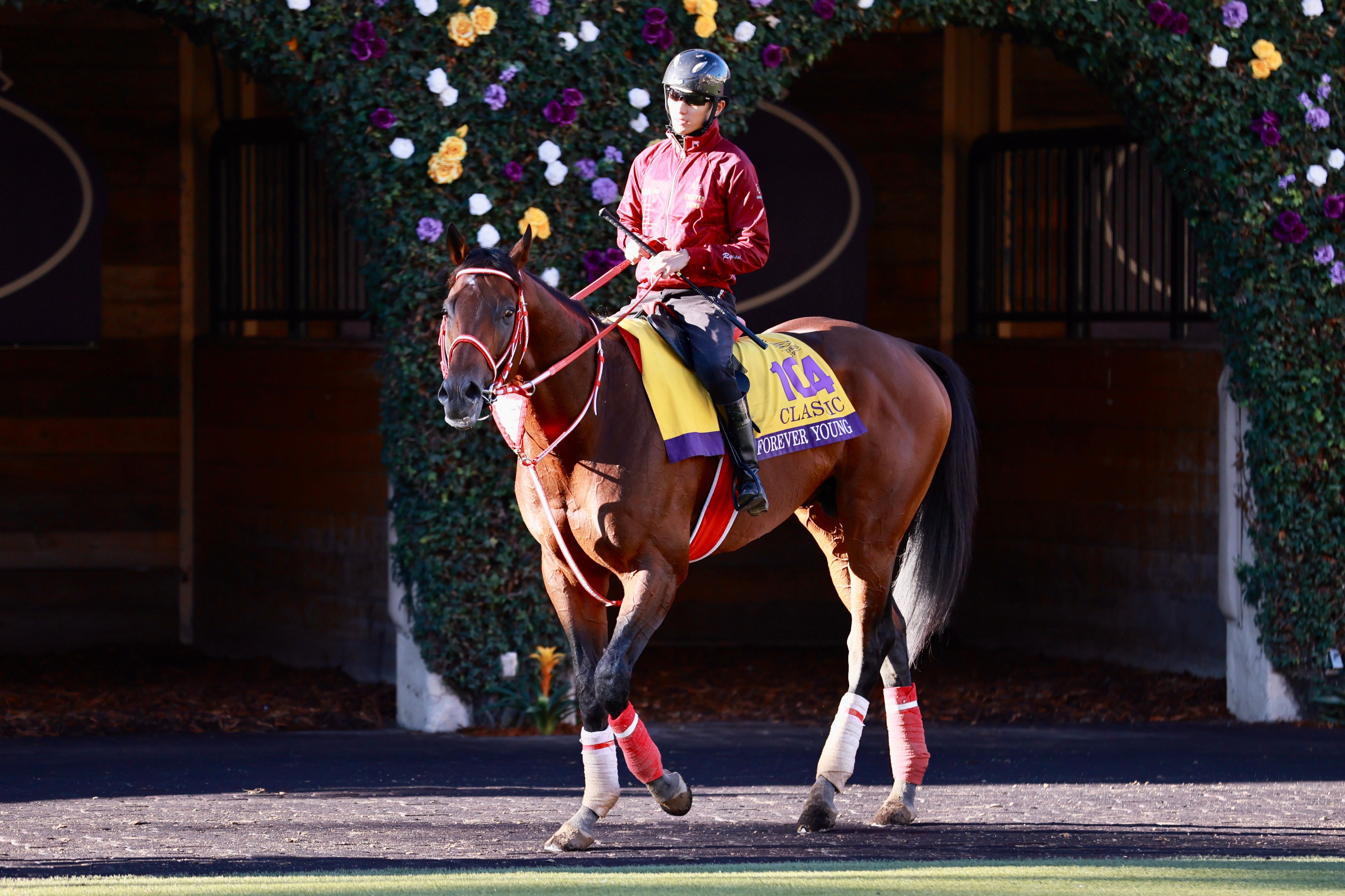 Forever Young in the Breeders' Cup Classic.