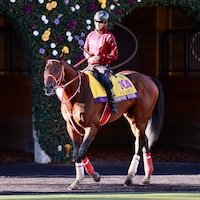 Forever Young in the Breeders' Cup Classic.