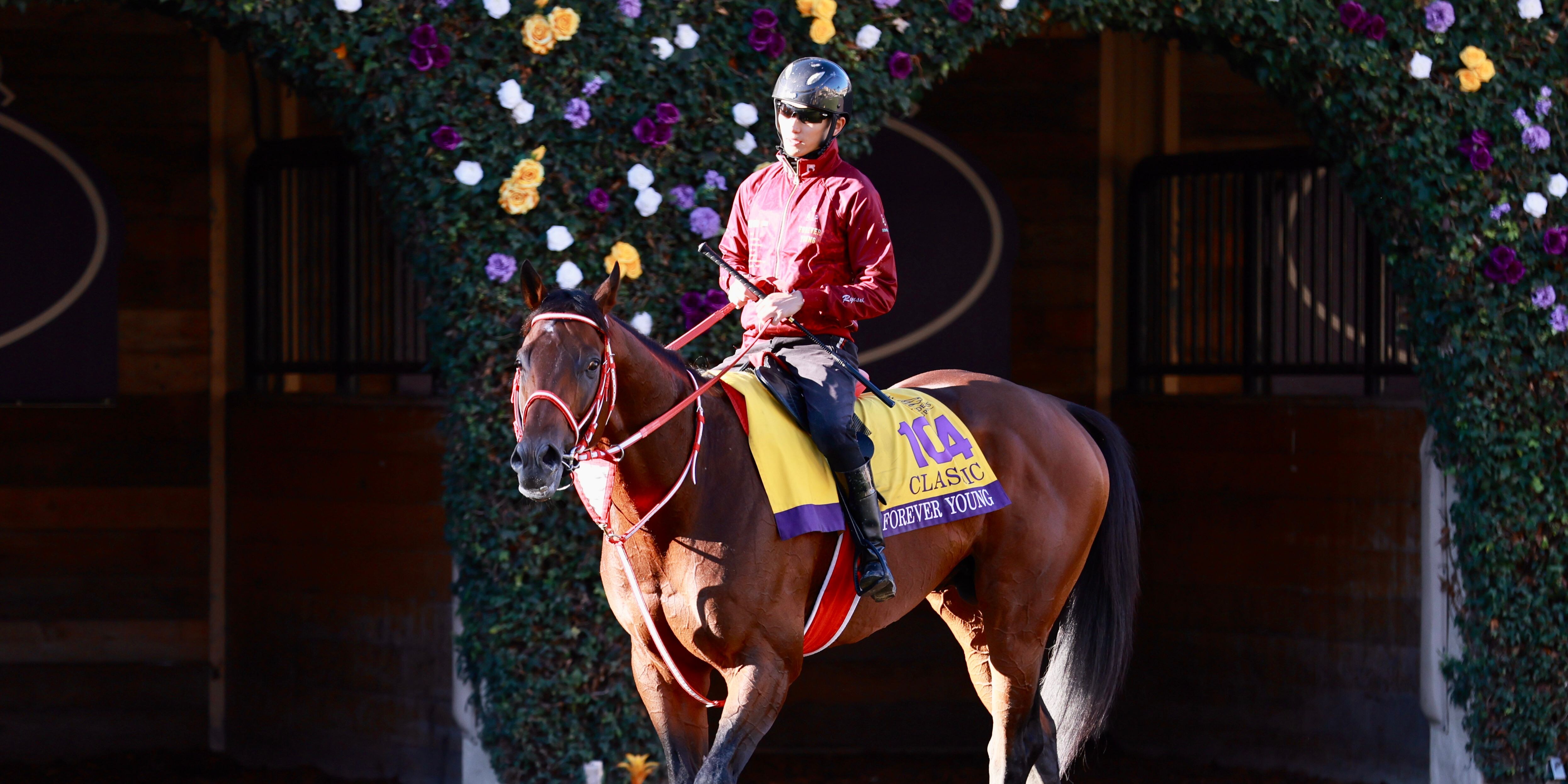 Forever Young in the Breeders' Cup Classic.