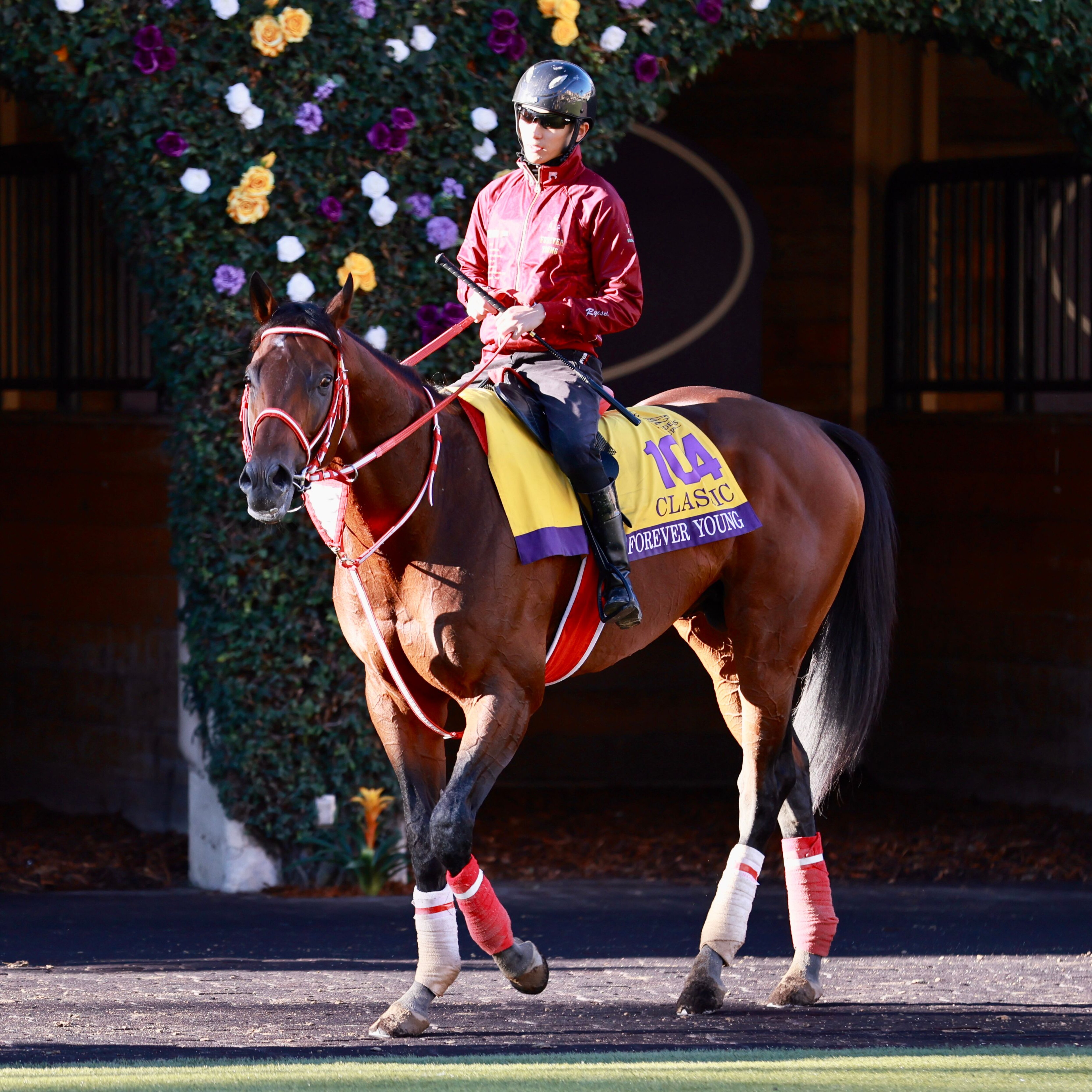 Forever Young in the Breeders' Cup Classic.