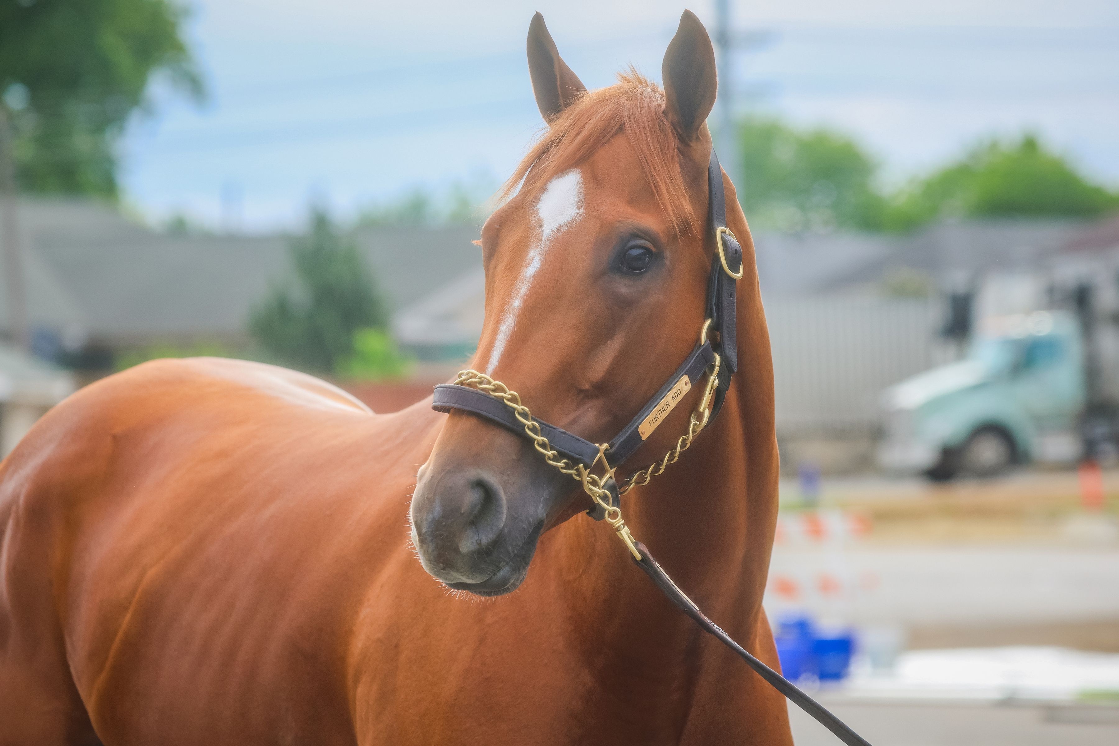 Further Ado (Photo by Horsephotos.com)