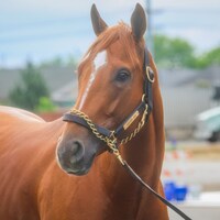Further Ado (Photo by Horsephotos.com)