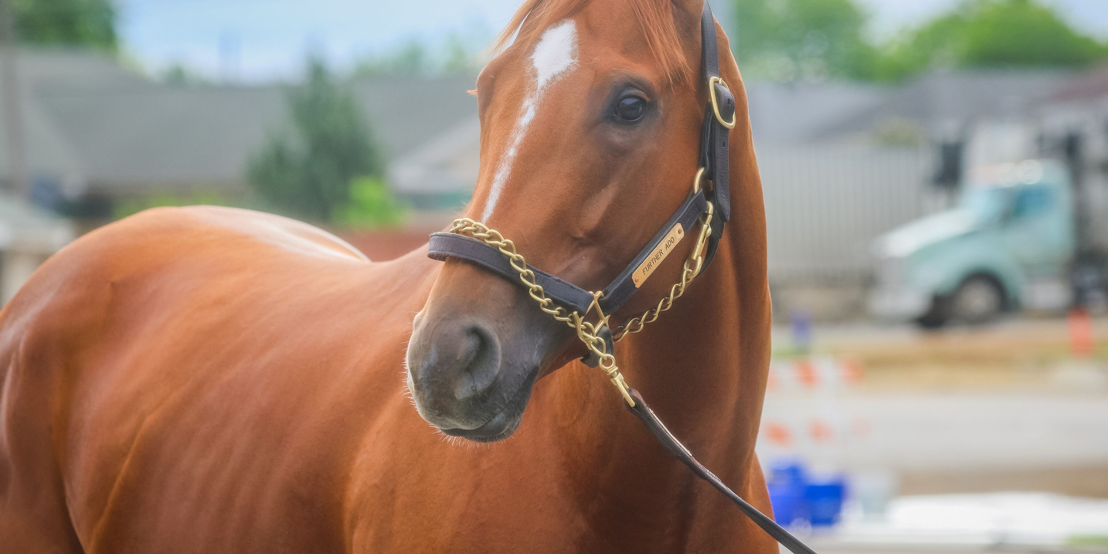 Further Ado (Photo by Horsephotos.com)