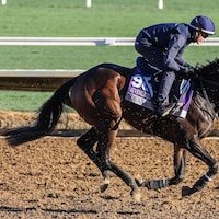 Havana Anna trains for the Breeders' Cup (Photo by Horsephotos.com)