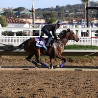 Hill Road training before the 2024 Breeders' Cup. 