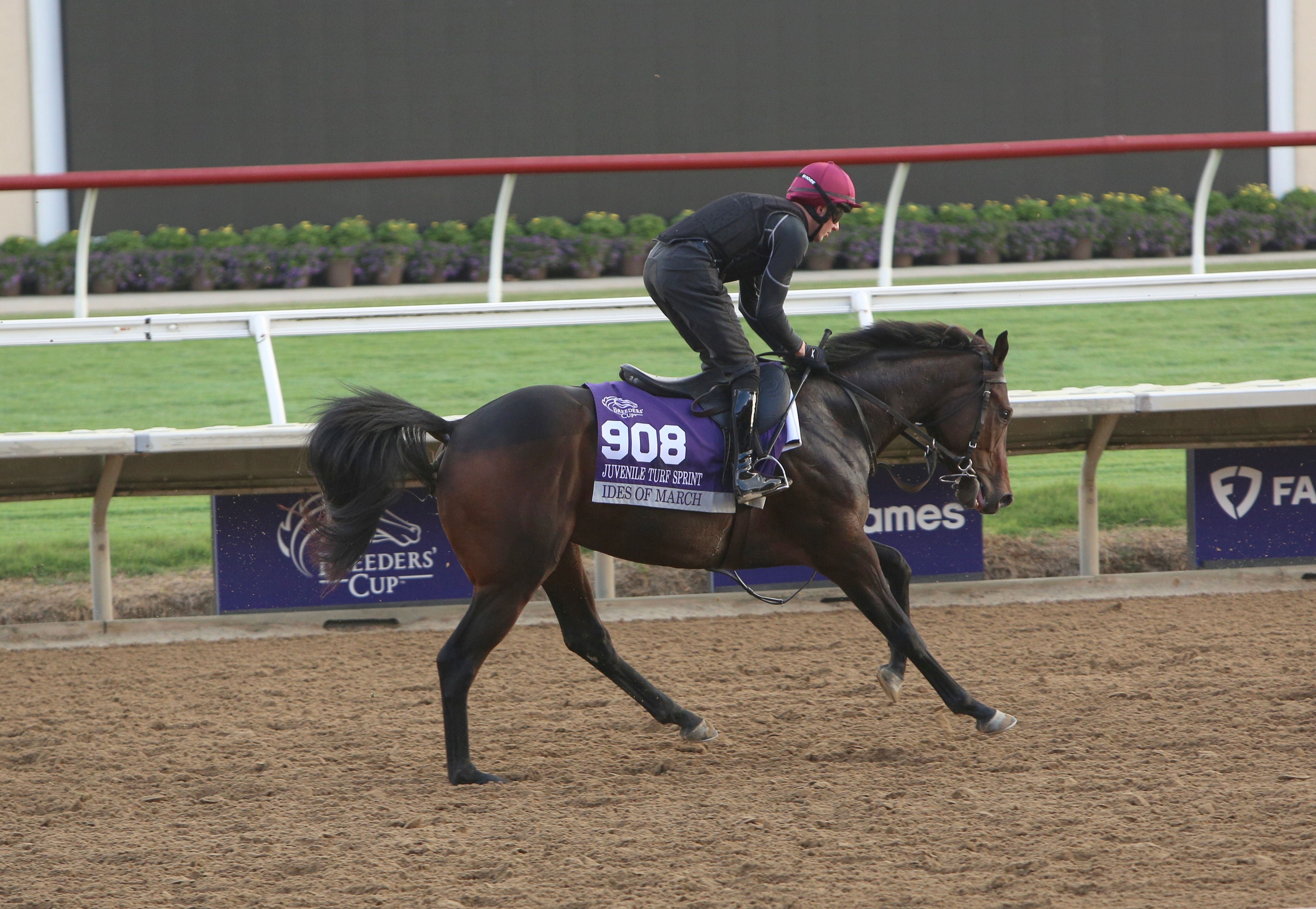 Ides of March training prior to the Breeders' Cup.