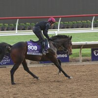 Ides of March training prior to the Breeders' Cup.
