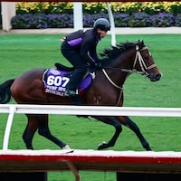 Invincible Papa trains for the 2025 Breeders' Cup Turf Sprint (G1)