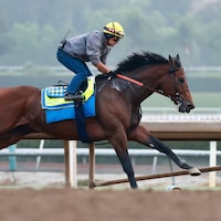 Nysos training for the Breeders' Cup