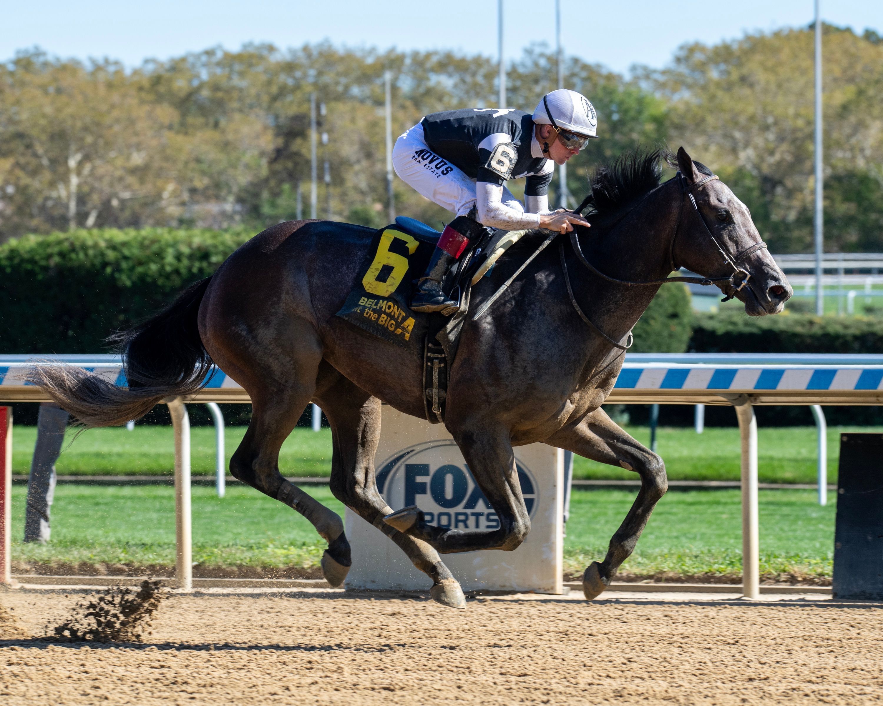 Pandagate winning his debut at Aqueduct (Photo by Coglianese Photos/Chelsea Durand)