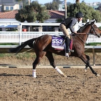 Pandora's Gift completes a work out prior to the Breeders' Cup.