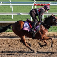 Queen of Hawaii trains for the 2025 Breeders' Cup at Del Mar (Photo by Horsephotos.com)