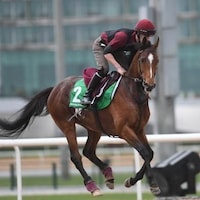 Highland Reel (Dubai racing Club/Mathea Kelley Photo)