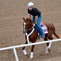 Ultimate Love trains for the Breeders' Cup 2025 (Photo by Horsephotos.com)