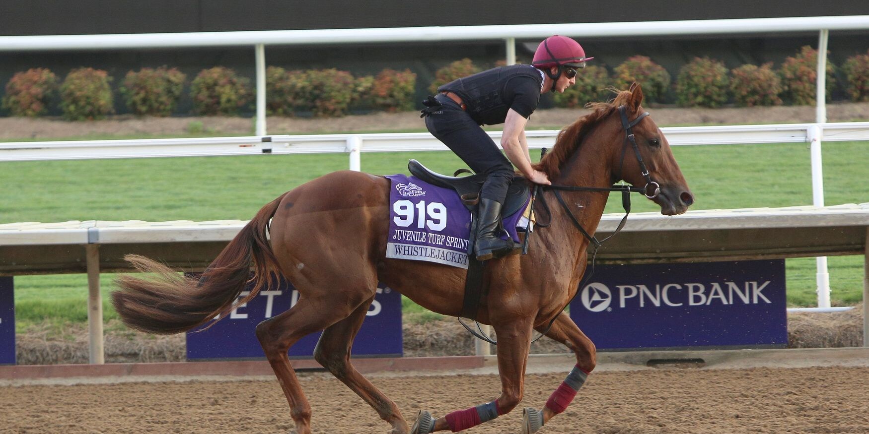Whistlejacket Breeders' Cup 2024 (Photo by Horsephotos.com)