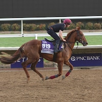 Whistlejacket Breeders' Cup 2024 (Photo by Horsephotos.com)