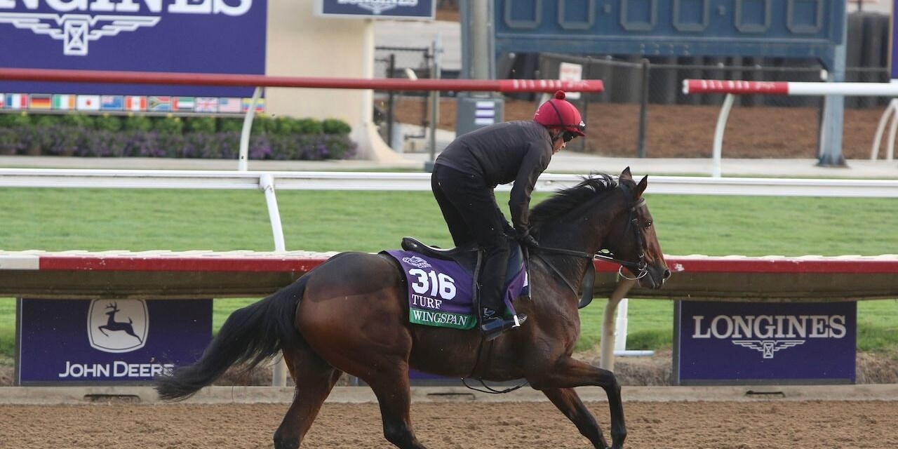 WIngspan works out prior to the Breeders' Cup.