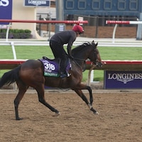 WIngspan works out prior to the Breeders' Cup.