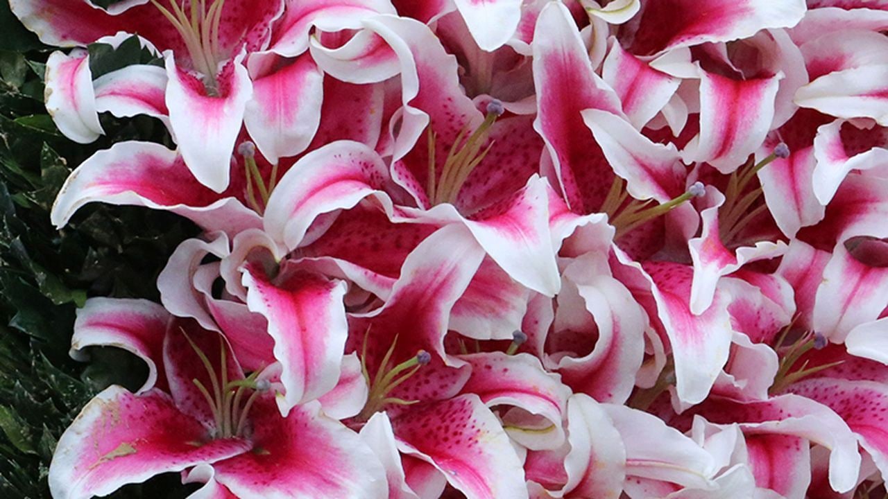 Lillies garland of flowers kentucky oaks