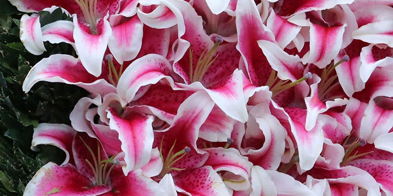 Lillies garland of flowers kentucky oaks