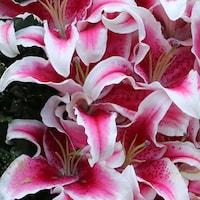 Lillies garland of flowers kentucky oaks