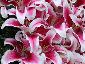 Lillies garland of flowers kentucky oaks