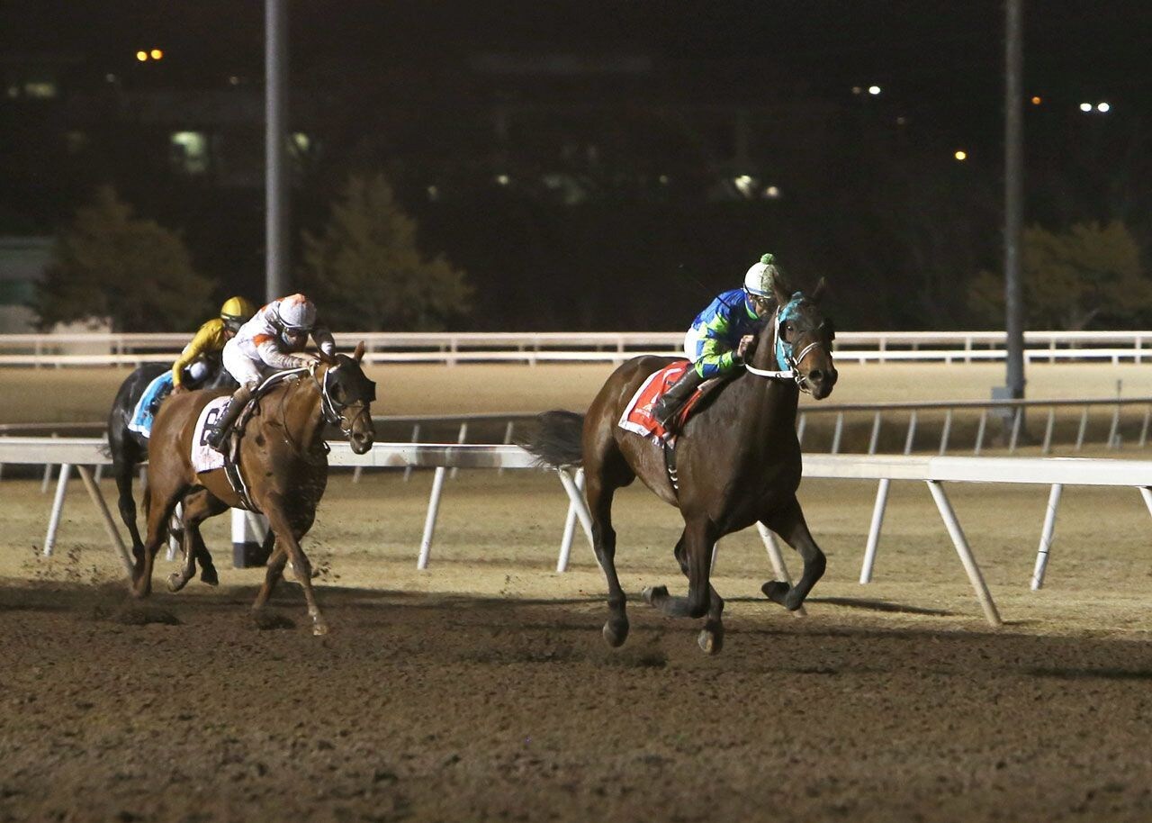 Senor Buscador winning the Springboard Mile