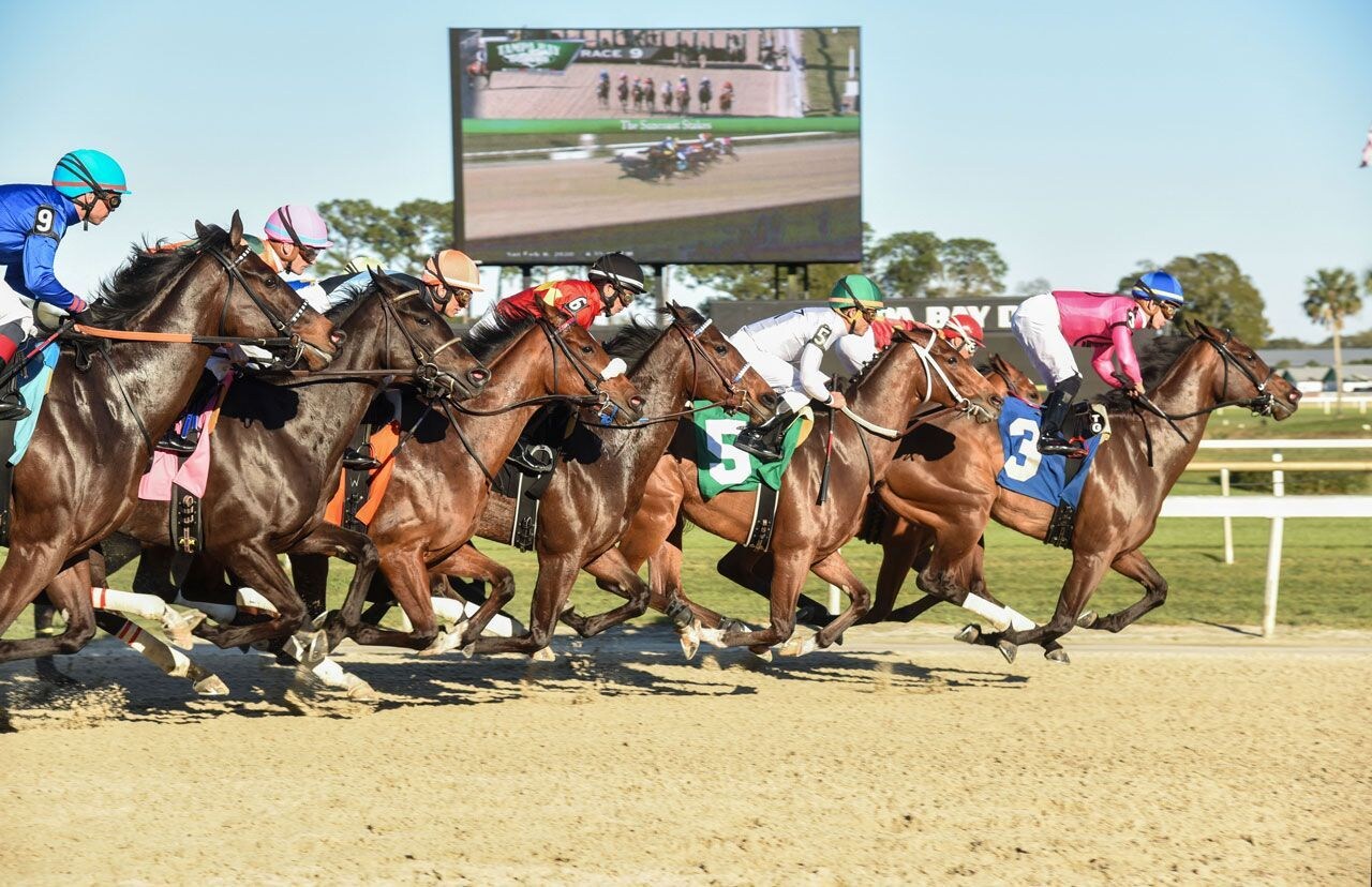 Racing at Tampa Bay Downs
