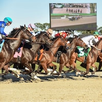 Racing at Tampa Bay Downs