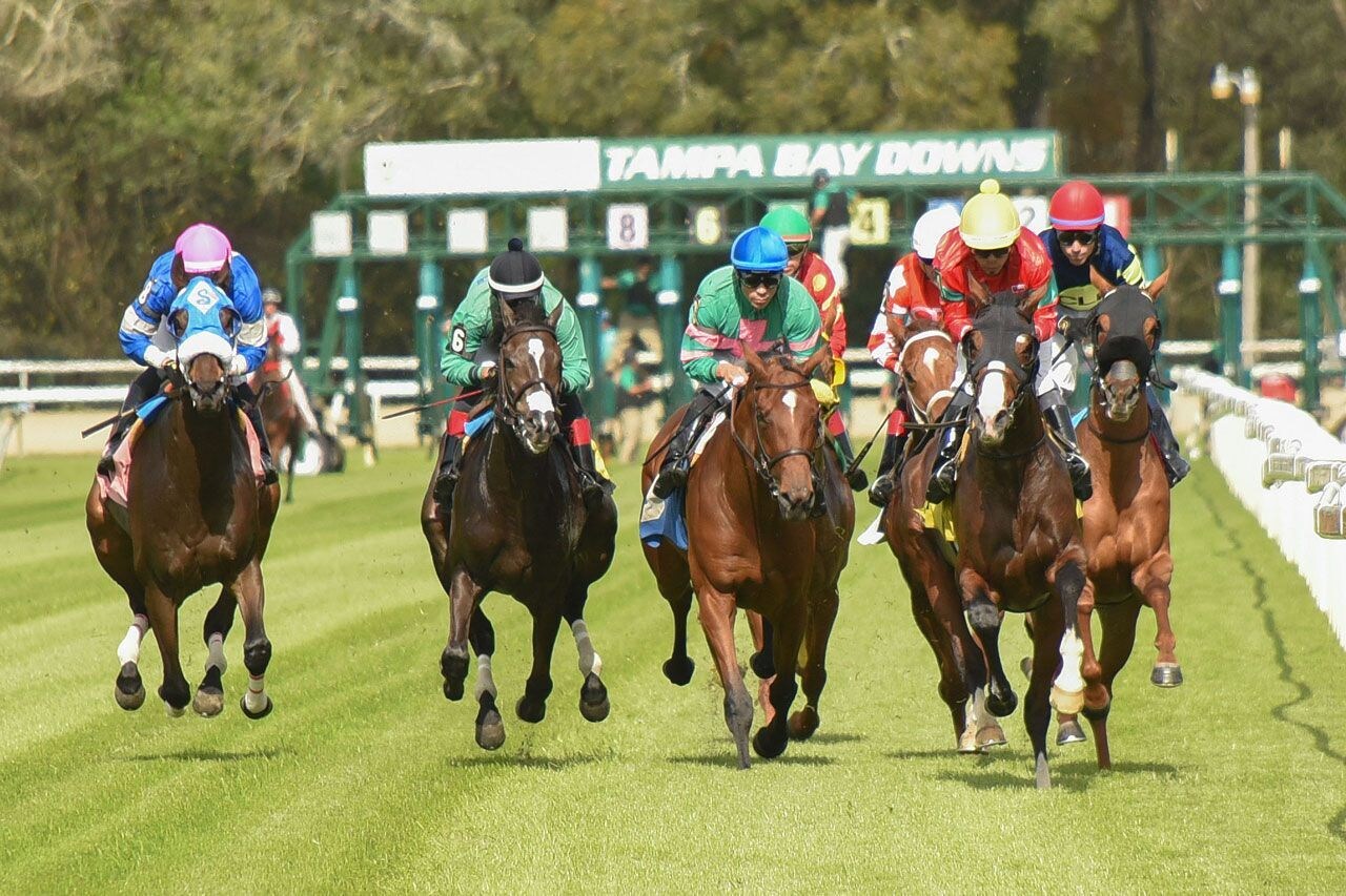 Racing at Tampa Bay Downs