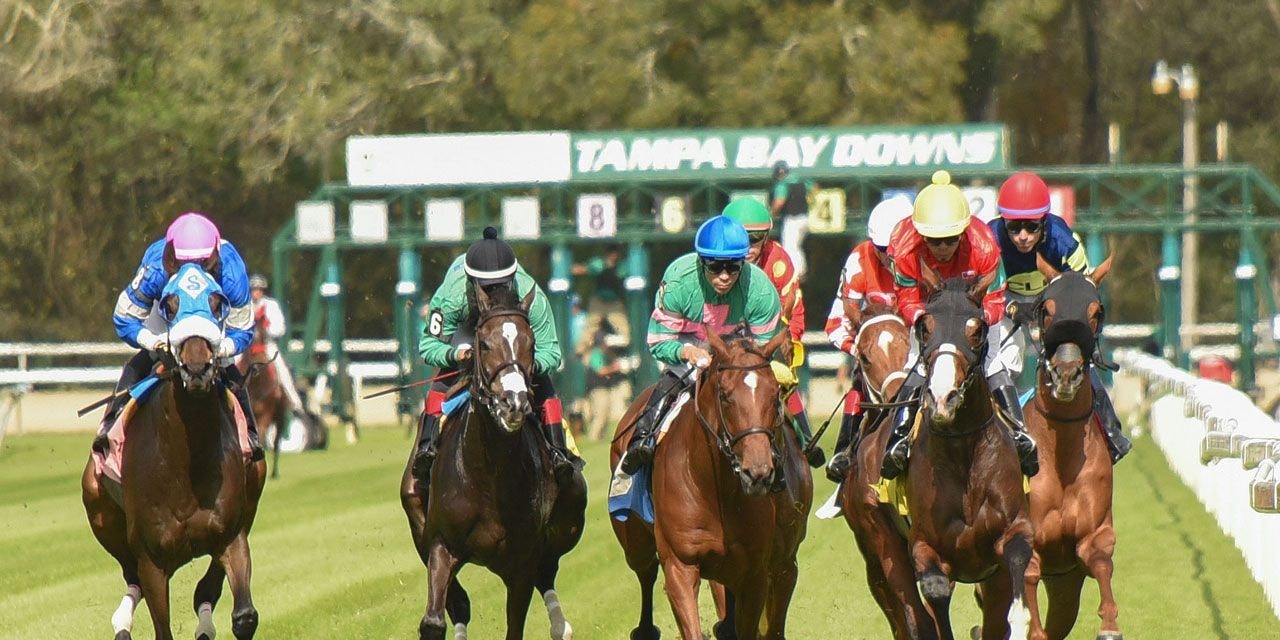 Racing at Tampa Bay Downs