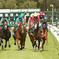Racing at Tampa Bay Downs
