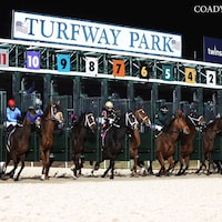Turfway Park starting gate scene